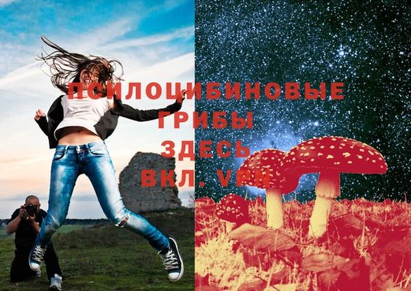 шишки Арсеньев